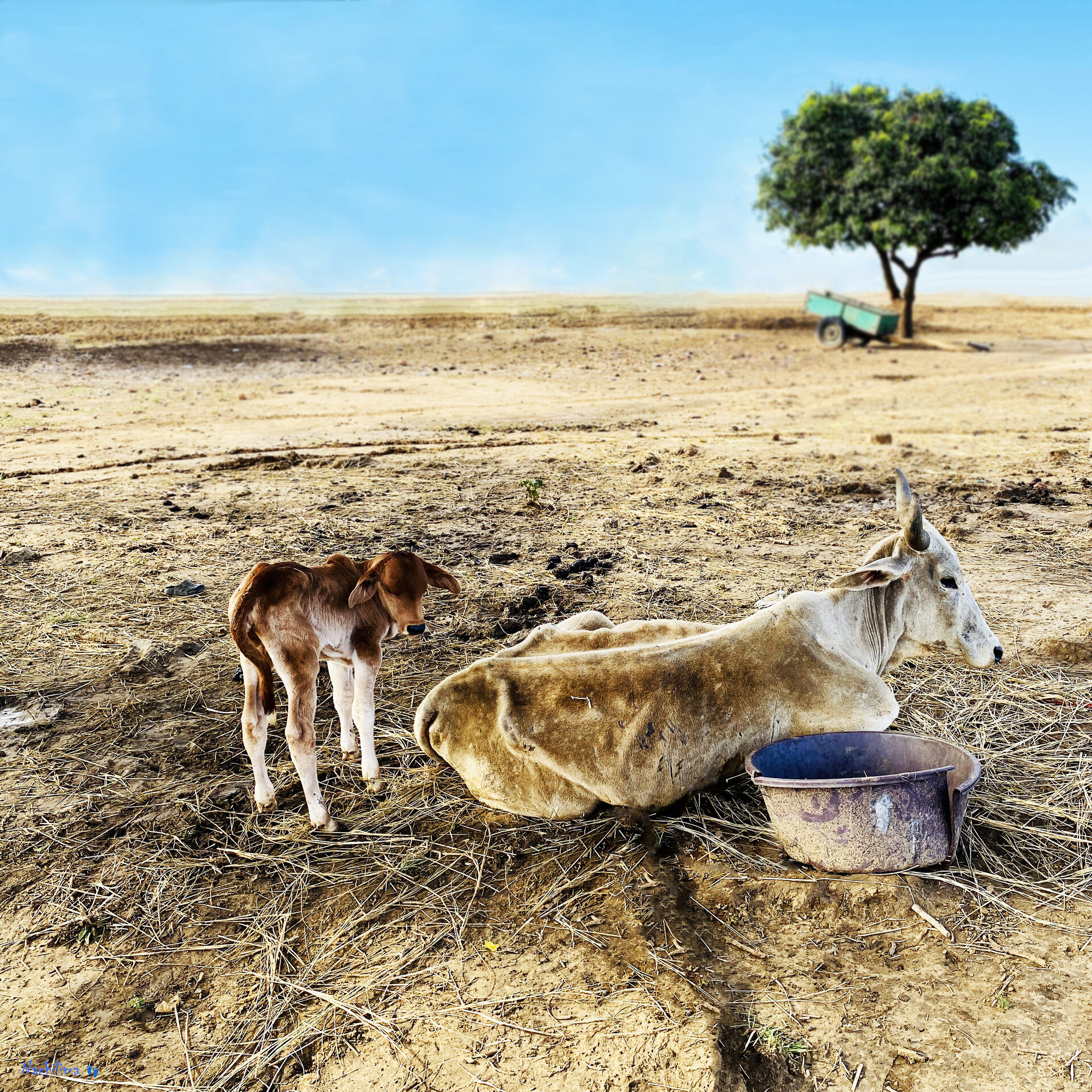 Cow & Calf — Nachilima