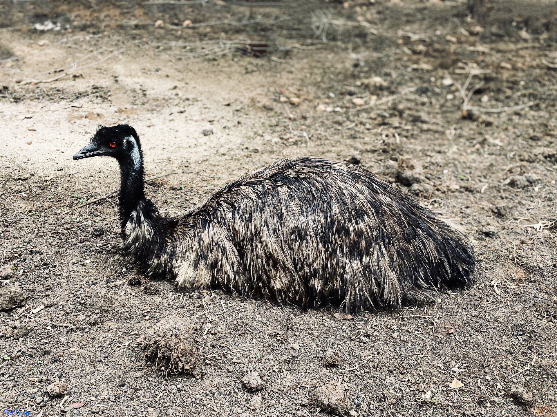 Ostrich — Nachilima