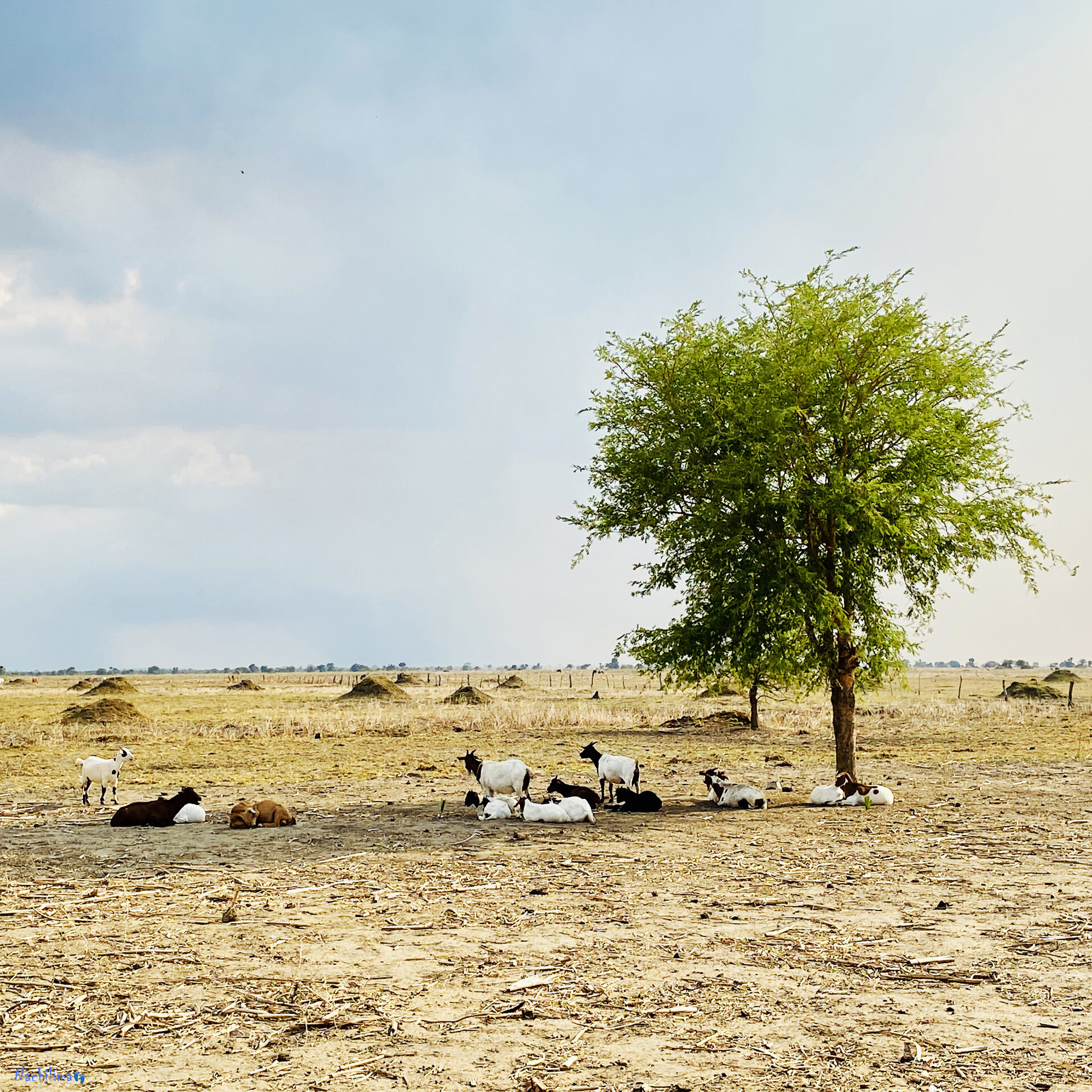 Terrible Ratio — Nachilima