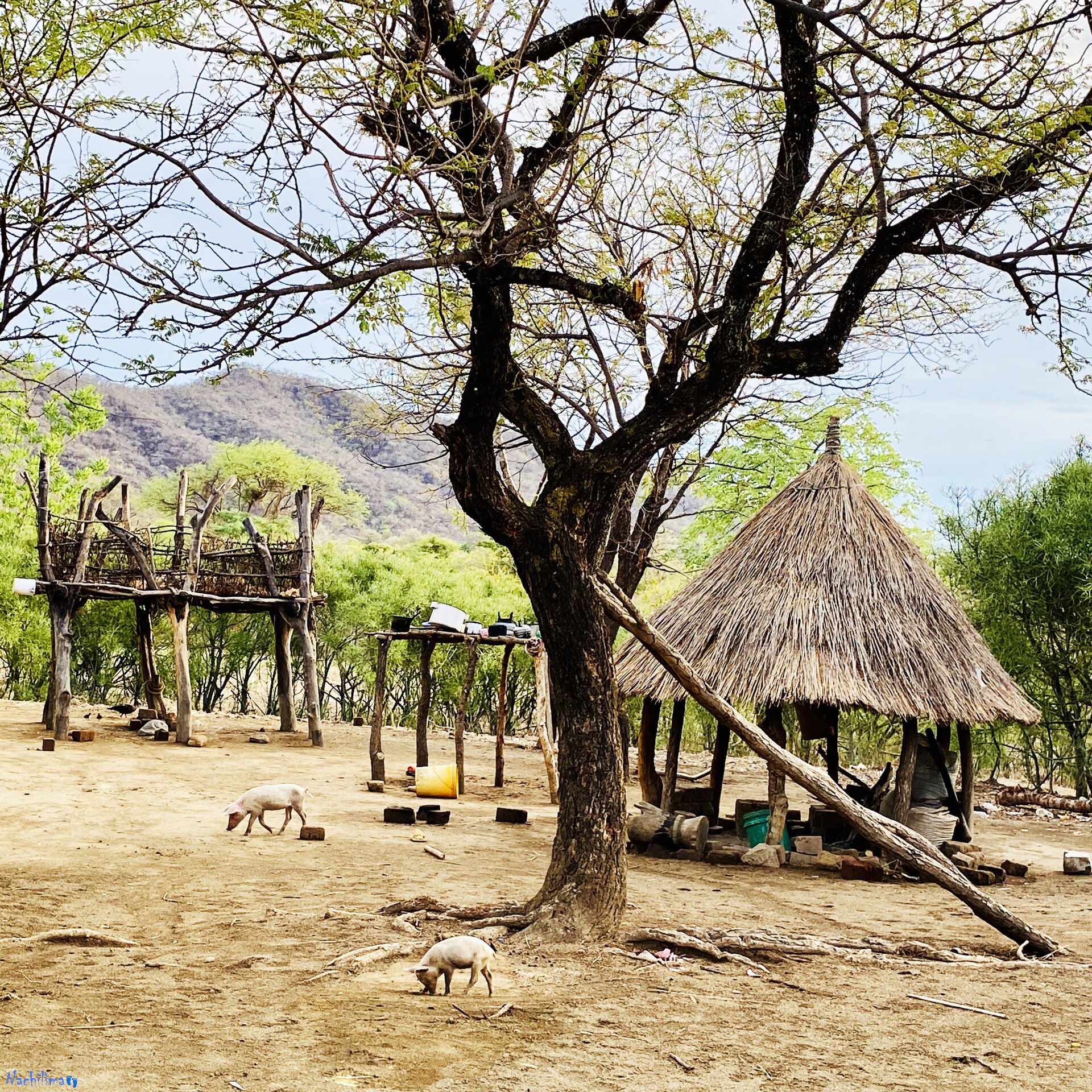Two Pigs — Nachilima
